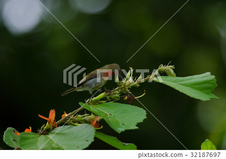 Crimson Sunbird perching on a branc 32187697