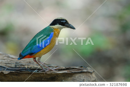 Blue-winged Pitta in nature of Thailand Blue-winged Pitta in nature of Thailand 32187698