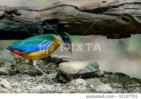 Blue-winged Pitta in nature of Thailand 32187701