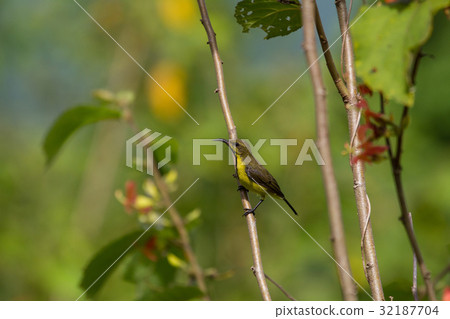 Olive-backed sunbird, Yellow-bellied sunbird Olive-backed sunbird, Yellow-bellied sunbird 32187704