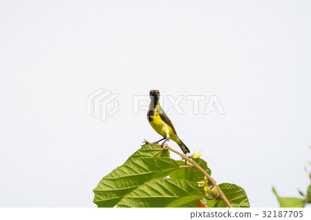 Olive-backed sunbird, Yellow-bellied sunbird 32187705