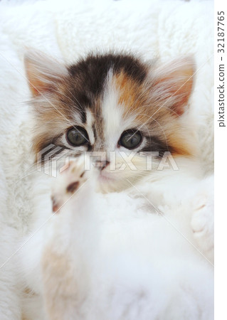 看起來很漂亮〜 32187765