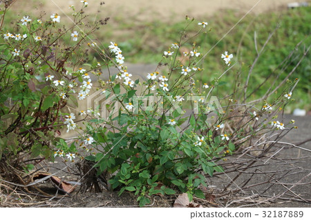 meadow background texture meadow background texture 32187889