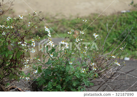 meadow background texture meadow background texture 32187890