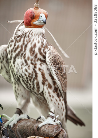 falcon saker detail falcon saker detail 32188068