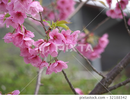 櫻花 櫻花 32188342