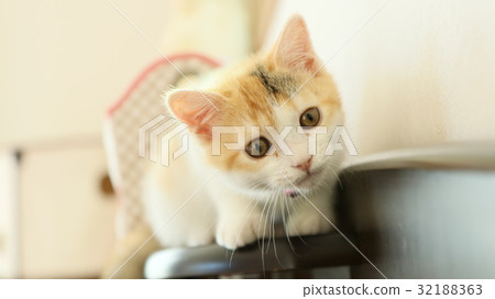 Kitty catching a neck 32188363