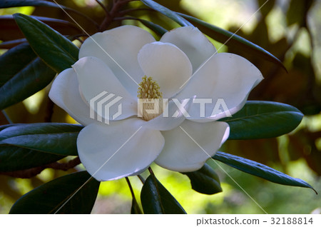 Taishan tree flower Taishan tree flower 32188814