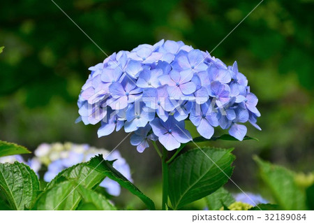 Hydrangea flower 32189084