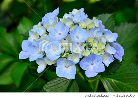 Hydrangea 32189100