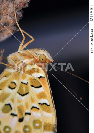 薰衣草和Macaronella鱗翅目 薰衣草和Macaronella鱗翅目 32189105