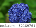 Flowers in the rainy season 32189761