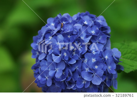 Flowers in the rainy season Flowers in the rainy season 32189761