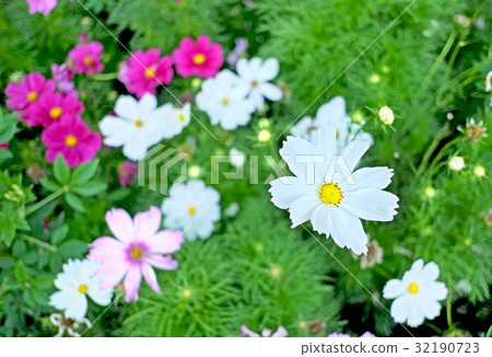 波斯菊花 波斯菊花 32190723