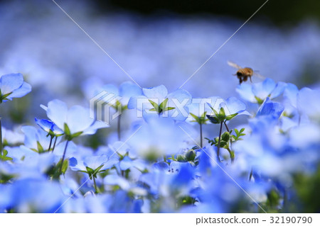 Bees and Nemophila Bees and Nemophila 32190790