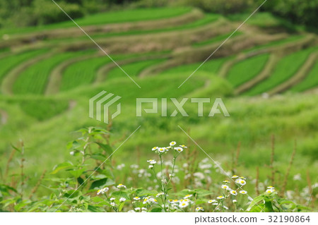 Rice terrace on Shimogosaka 32190864