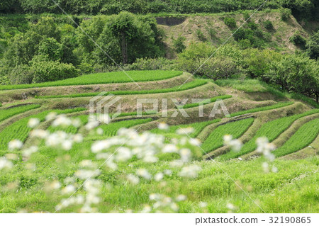 Rice terrace on Shimogosaka 32190865