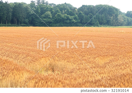 Wheat field (Iga city, Mie prefecture) 32191014