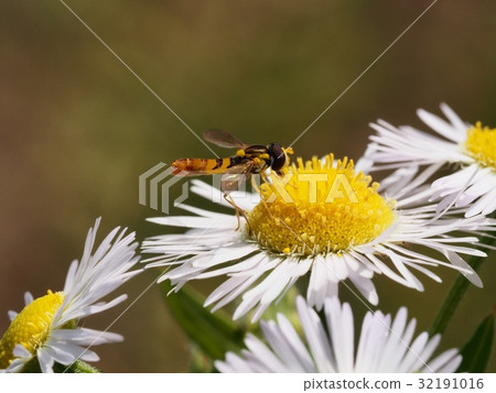 Flower of Himeyeonon and Ho Ho Ri Taoab Jimyeo Honna Hanaab 32191016
