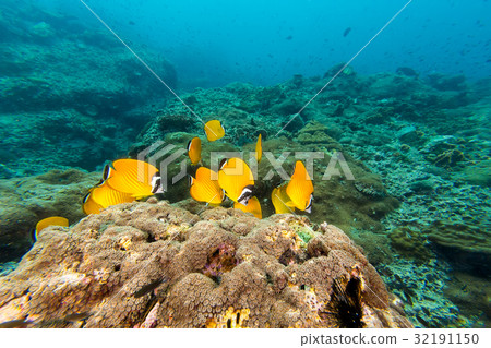 Weible's Butterflyfish (Chaetodontidae weibeli) 32191150