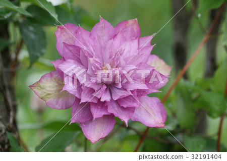 Clematis 32191404