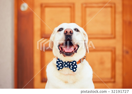 Dog with bow tie Dog with bow tie 32191727