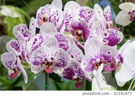 Colorful orchids Home 32191975