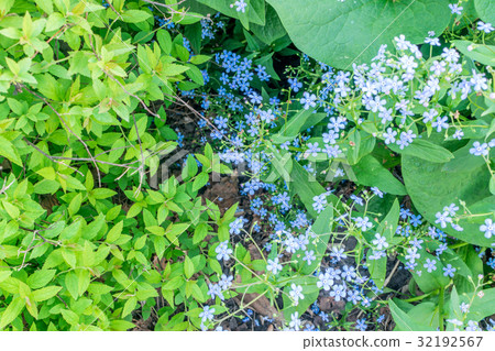 Eritrichium Blue Jack Frost or Brunnera 32192567