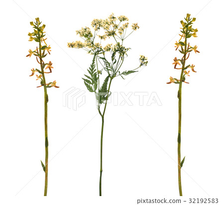 Pressed Dried Herbarium of Grass 32192583