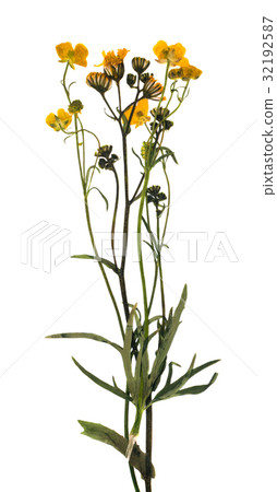 Pressed Dried Herbarium of Grass 32192587