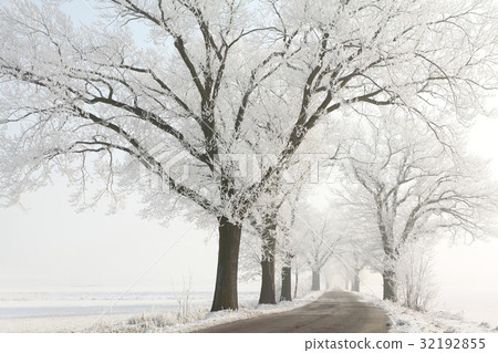 Winter lane among the oak trees covered with frost Winter lane among the oak trees covered with frost 32192855
