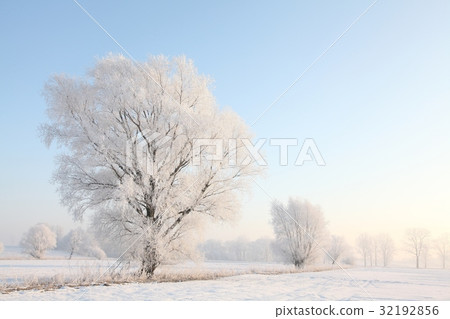 Frosty winter willow against the blue sky Frosty winter willow against the blue sky 32192856