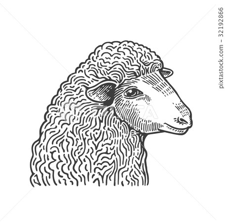 Head of sheep hand drawn in style of medieval Head of sheep hand drawn in style of medieval 32192866