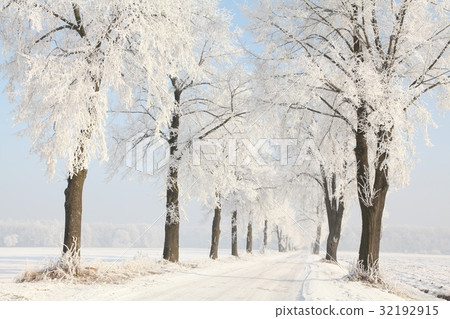 Dirt road among the frosted trees 32192915