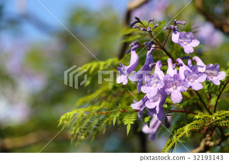 藍花楹(六月) 藍花楹(六月) 32193143