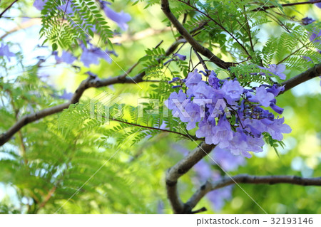藍花楹(六月) 藍花楹(六月) 32193146