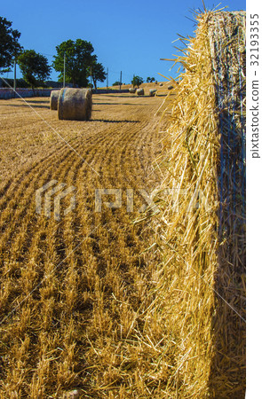 Bales of hay in the fields apulia 32193355