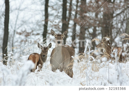 Roe deer with his offspring in winter scenery 32193366