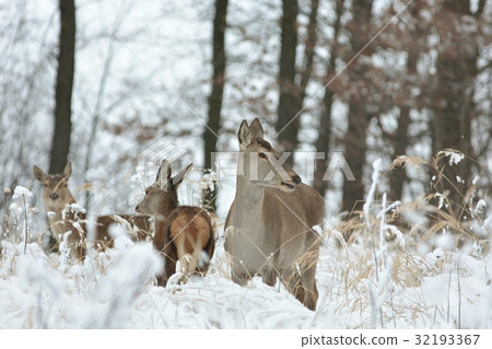 Roe deer with his offspring in winter scenery 32193367