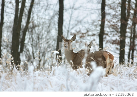 Roe deer with his offspring in winter scenery 32193368