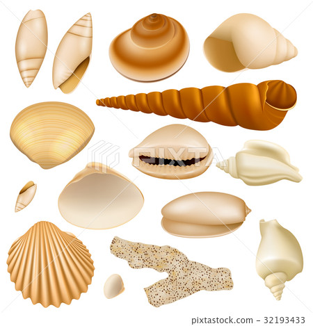 Realistic Seashell Collection 32193433