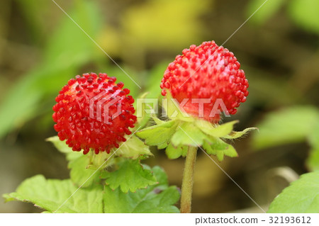 蛇草莓 蛇草莓 32193612