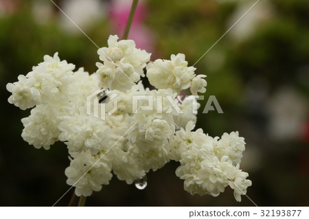 Unohana Unohana 32193877