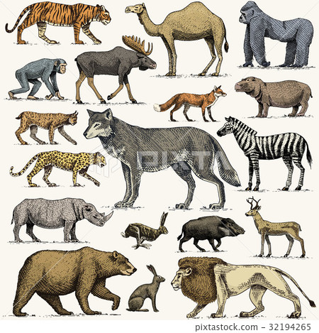 Wild gorilla, moose or eurasian elk, camel and 32194265