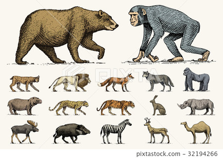 gorilla, moose or eurasian elk, camel and deer 32194266