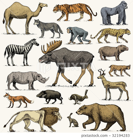 图库插图 gorilla moose or eurasian elk camel and deer