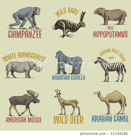 Wild gorilla, moose or eurasian elk, camel and 32194286
