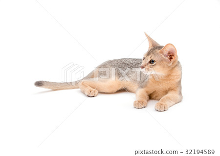 cat on white background 32194589