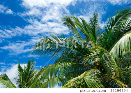 Palm tree on the sky 32194594