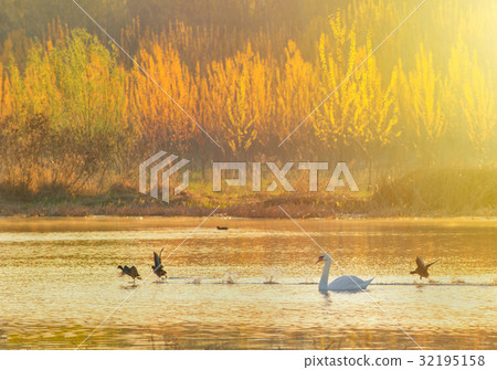 Swan on the pond at sunrise 32195158